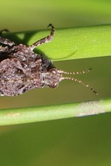 Tetrix ceperoi