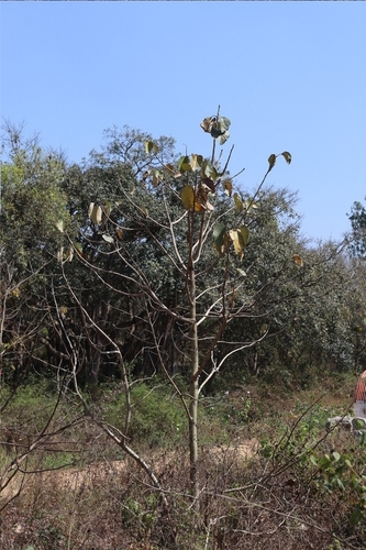 Image of Cordia macleodii by (c) Vikas D Prasad, some rights reserved (CC BY-SA)
