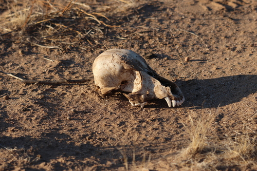 Domestic Dog photographed in Arizona