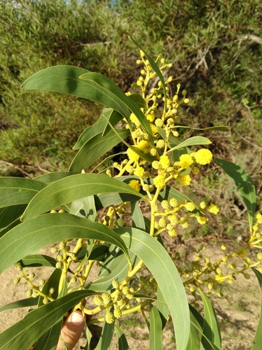 Golden wattle (Acacia pycnantha)