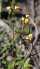 Nemesia pinnata