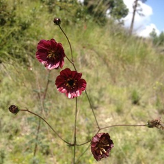 Cosmos scabiosoides