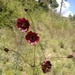 Cosmos scabiosoides - Photo (c) Bodo Nuñez Oberg, some rights reserved (CC BY-NC), uploaded by Bodo Nuñez Oberg