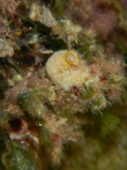 Sycon ciliatum