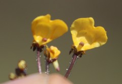 Nemesia pinnata