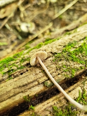 Inocybe subfulva