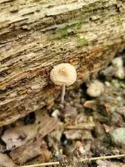 Inocybe subfulva