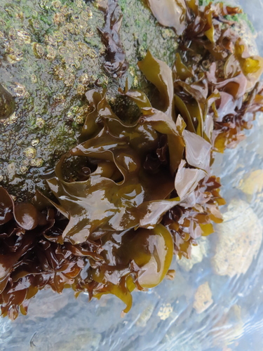 Image of Mazzaella laminarioides by (c) Eric Schmidt, some rights reserved (CC BY)