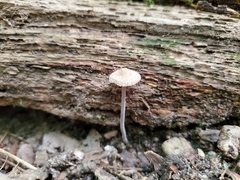 Inocybe subfulva