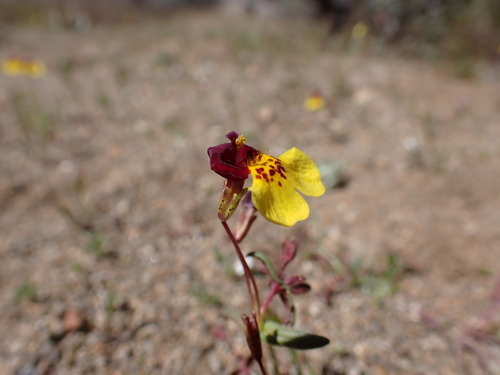 Image of Erythranthe shevockii by (c) Neal Kelso, some rights reserved (CC BY)