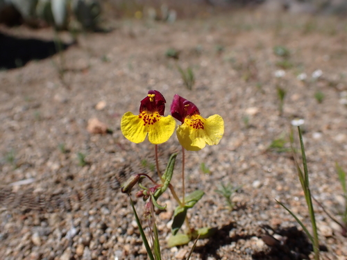 Kelso Creek monkeyflower (Erythranthe shevockii)