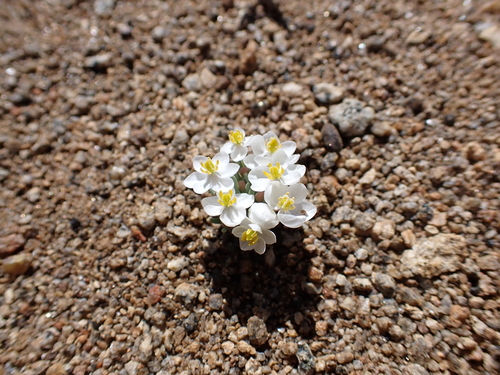 White pygmypoppy (Canbya candida)