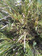 Erica barbigeroides