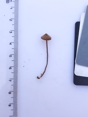 Inocybe subfulva