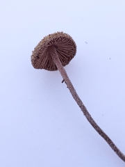 Inocybe subfulva