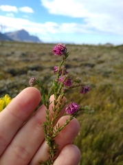 Erica barbigeroides