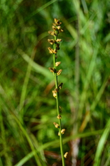 Aletris aurea