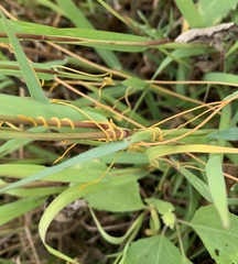 Cuscuta pacifica