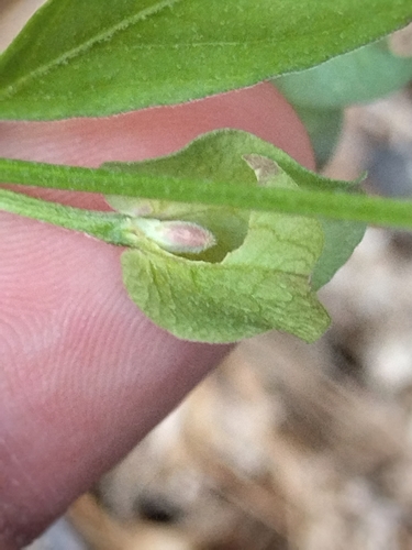 Image of Dicliptera resupinata by no rights reserved