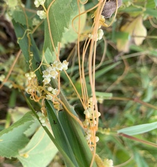 Cuscuta pacifica