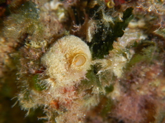 Sycon ciliatum