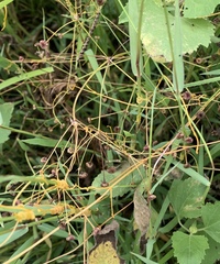 Cuscuta pacifica
