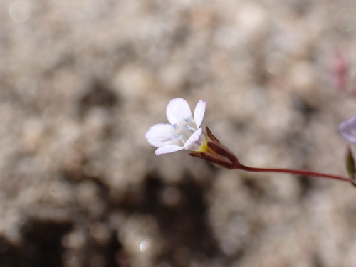 Image of Gilia ochroleuca by (c) Neal Kelso, some rights reserved (CC BY)