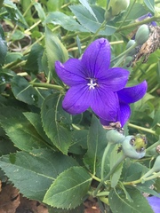 Platycodon grandiflorus