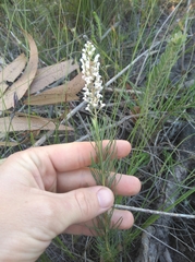 Spatalla racemosa