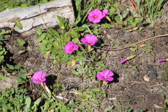 Oxalis eckloniana-nidulans
