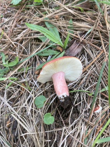 iNaturalist observation photo of Redhead Russula