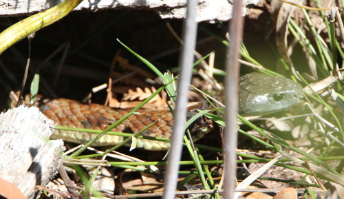 Tiger Snake sighting