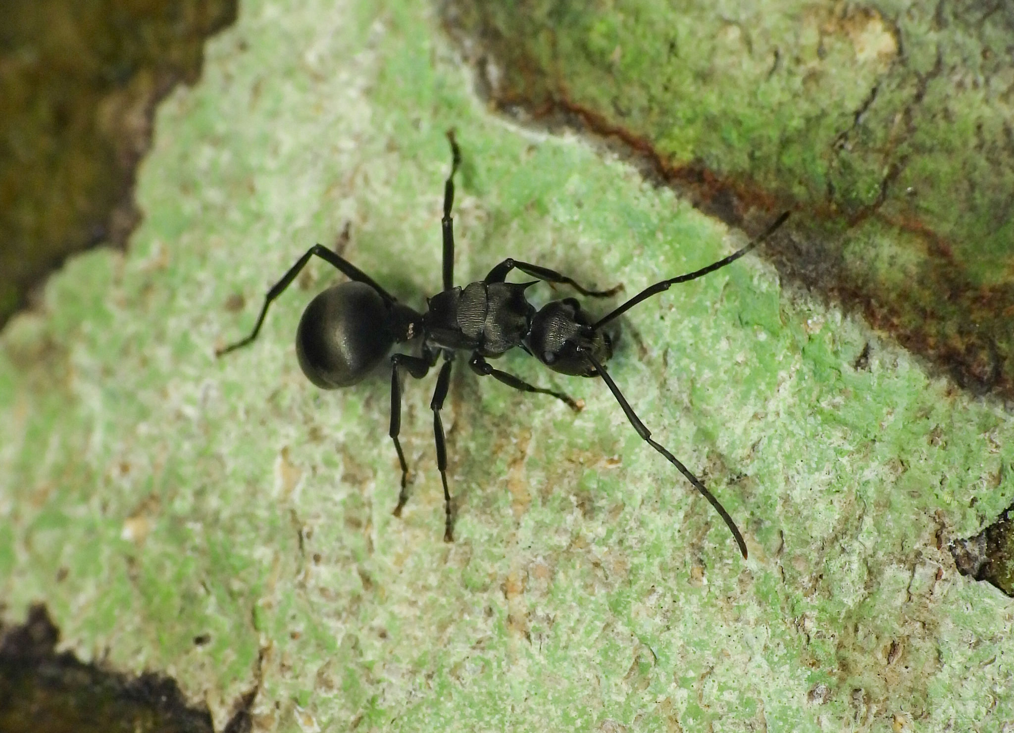 Polyrhachis yerburyi