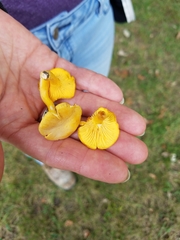 Cantharellus chicagoensis
