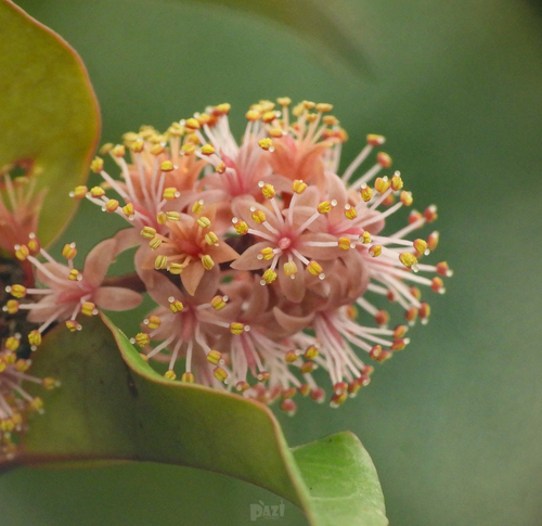 Adenanthera aglaosperma observed 2025-04-01