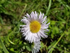 Erigeron glabellus pubescens