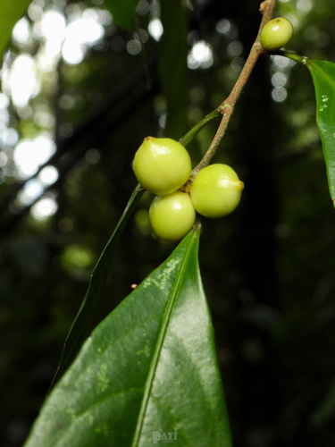 Aporosa lanceolata observed 2025-04-02
