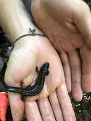 Desmognathus kanawha