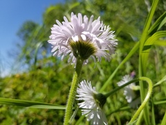 Erigeron glabellus pubescens