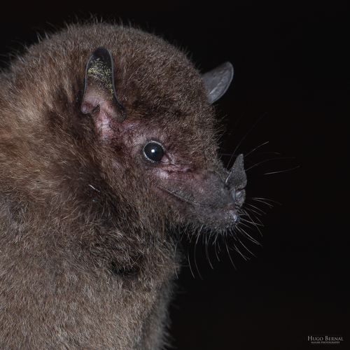 Geoffroy's Tailless Bat