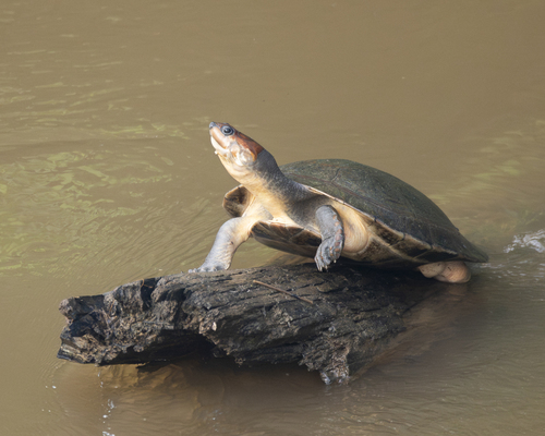 Rio Magdalena River Turtle, Podocnemis lewyana