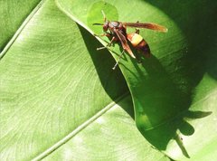 Polistes sagittarius