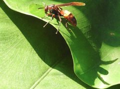 Polistes sagittarius