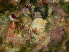 Sycon ciliatum