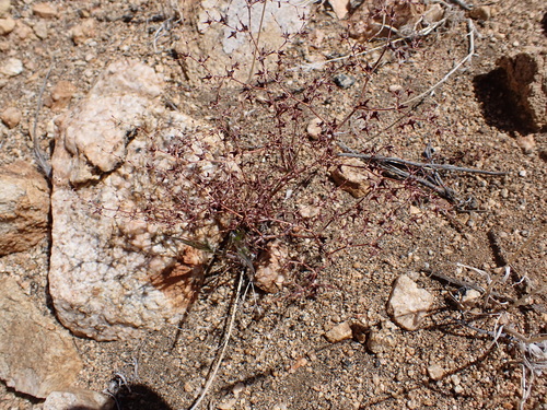 Image of Centrostegia thurberi by (c) Neal Kelso, some rights reserved (CC BY)