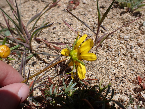 Image of Leptosyne bigelovii by (c) Neal Kelso, some rights reserved (CC BY)