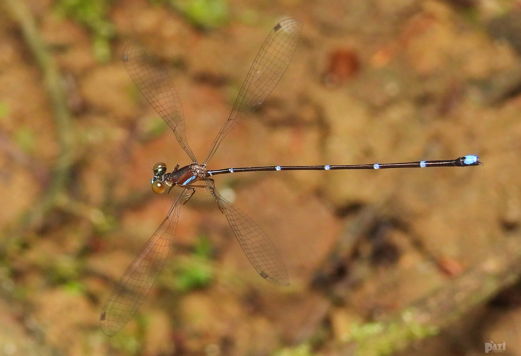 Drooping Shadowdamsel in April 2025 by Pasindu Dilshan Abegunawaradhana ...