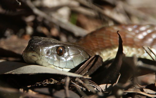 Tiger Snake sighting