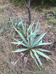 Yucca pallida