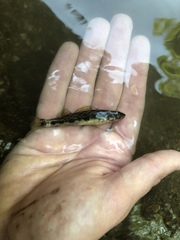 Percina gymnocephala